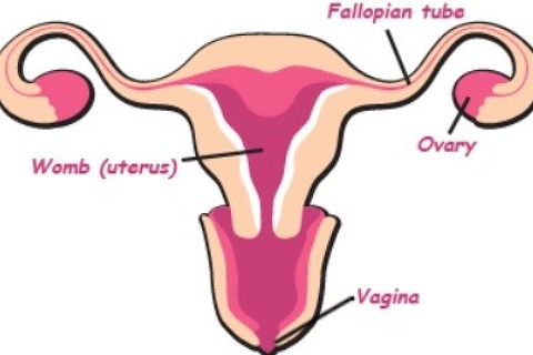 자궁근종 증상, 원인 및 치료법
