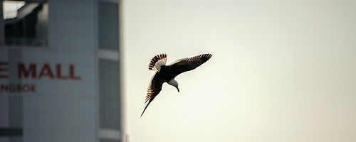 Dive bomber.. #004
