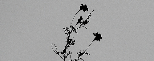 Night Blooming.. #004