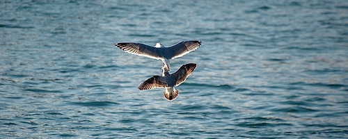 DNA of seagull.. #014