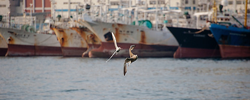 DNA of seagull.. #008
