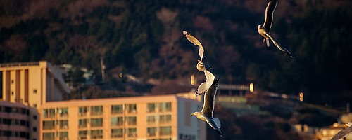 DNA of seagull.. #013
