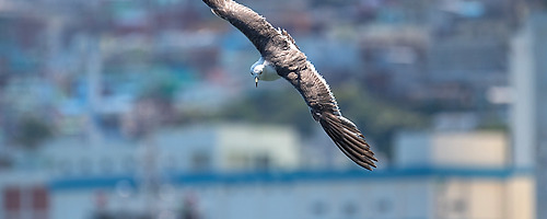 Dive Bomber.. #007