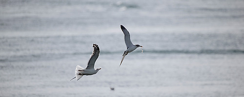 DNA of seagull.. #028