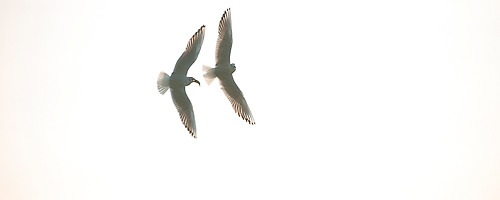 DNA of seagull.. #024