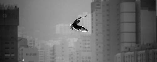 나는 자갈치 갈매기다.. #2199