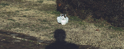광합성냥이~