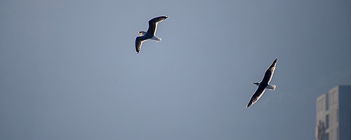 DNA of seagull.. #029
