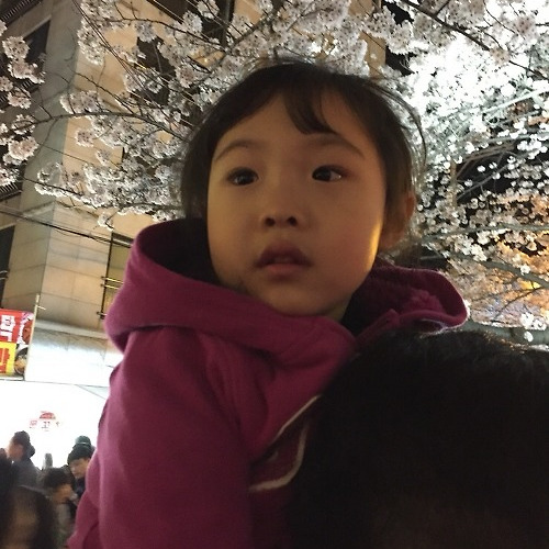 벚꽃 구경??