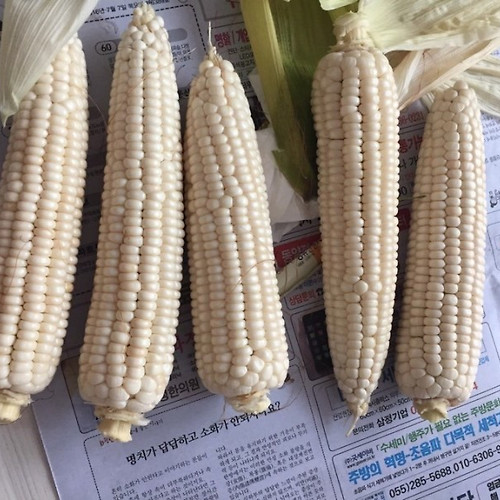 강원도 옥수수 맛있어요^^