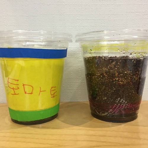 일회용 플라스틱 컵으로  화분 만들기 &   씨앗 심기 ( 미술 놀이 )