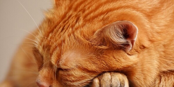 고양이에게 비타민/미네랄이 부족할 때 증상들과 해결 방법
