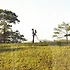 프리지아꽃 활용법과 프리지아꽃 관리 팁, 지금 받아보기