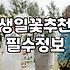 축하꽃다발 가격대와 상황별 알맞은 꽃 구성 선택법