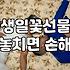 수국꽃다발 가격 구성과 관리법 그리고 실패 없는 선택 기준