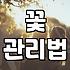 꽃다발 생화, 오래 두고 보는 법과 구매 팁