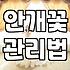 안개꽃을 선물받았을 때 오래 보기 위한 현실적인 관리법