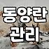 철골소심, 정말 가성비 좋은 난일까? 10년 키워본 후기