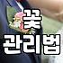 안개꽃 관리 방법과 오래 유지하기 위한 실질적인 팁