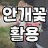 안개꽃을 선물하거나 직접 보고 싶을 때 알아두면 좋은 점들
