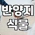 금전수대형 화분 거실에 둘 때 반드시 고려해야 할 실무적 선택 기준