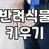 스투키 화분을 사무실과 집에 들이기 전 꼭 알아야 할 현실적인 조언