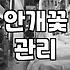 집에 돌아오니 안개꽃만 덩그러니 남았다