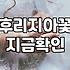 프리지아꽃다발 관리 방법과 계절별 가격대와 구매 팁