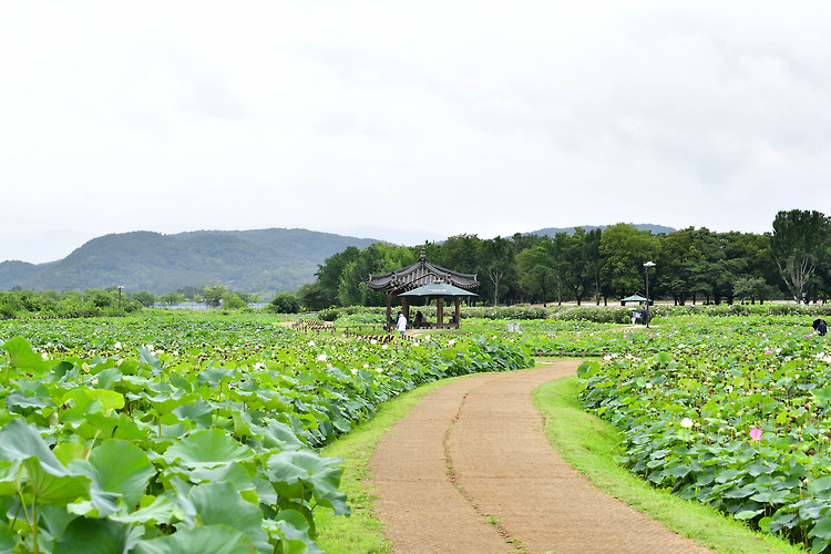 경주 연꽃단지(20220731)