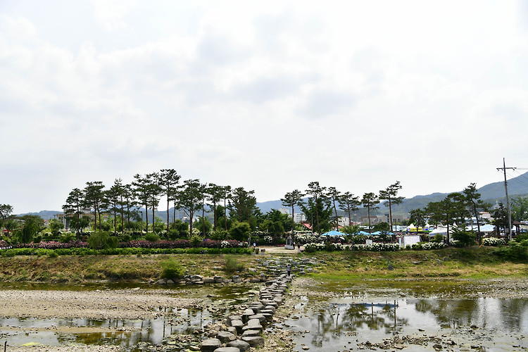 공주 유구 색동 수국정원(20220620)