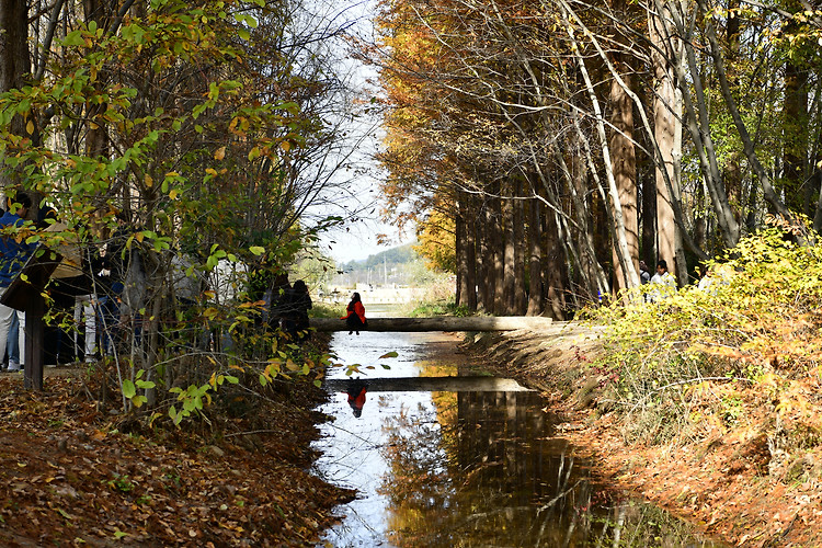 경주 경북 천년숲 정원(20231111)