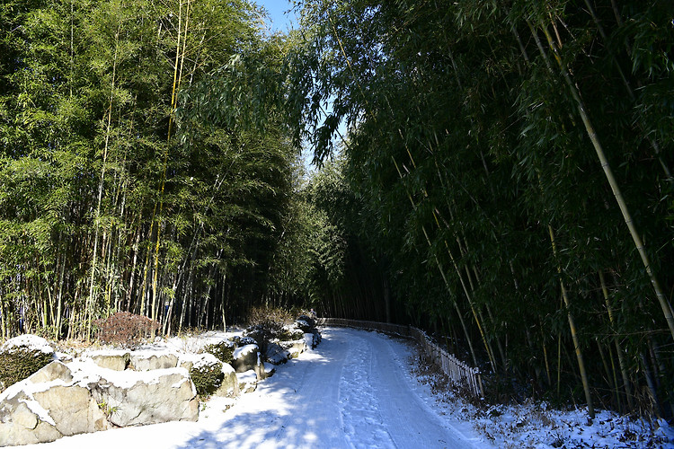 익산 구룡마을 대나무 숲(20221224)
