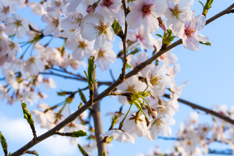 Chat GPT를 활용한 블로그 글쓰기 (1) 한국의 봄, 벚꽃 여행지 추천과 함께하는 벚꽃놀이 가이드