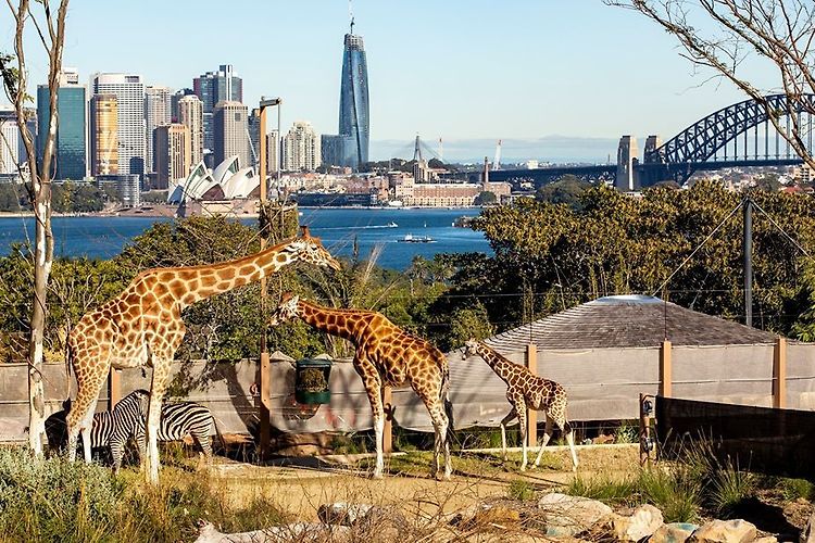 호주여행 :: 시드니 중심부에서 즐기는 사파리 모험, 타롱가 동물원