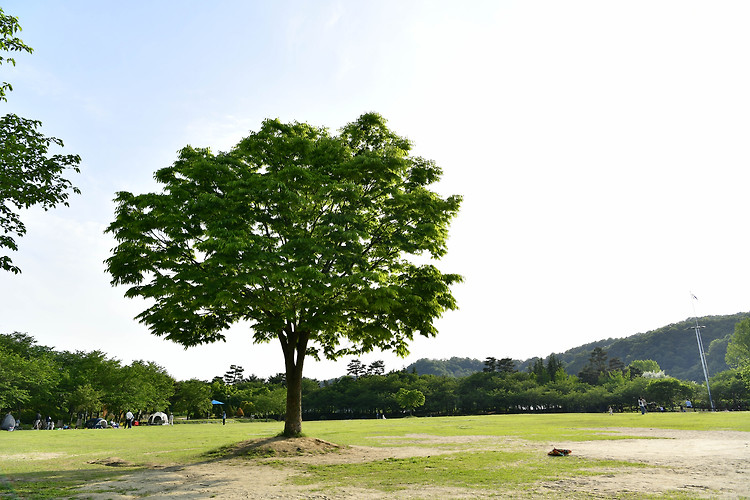 대전 금강 로하스 대청공원(20240501)