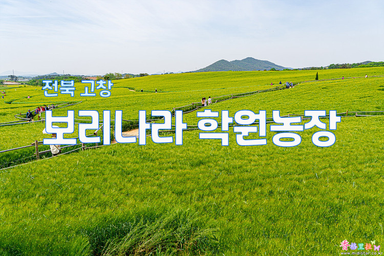 전북 고창, 보리나라 학원농장 청보리밭
