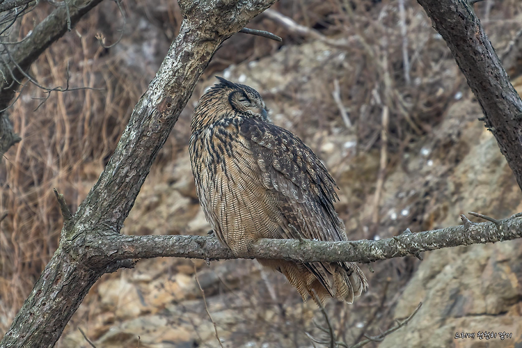 수리부엉이(Eurasian Eagle Owl) 육추 현장을 가다.