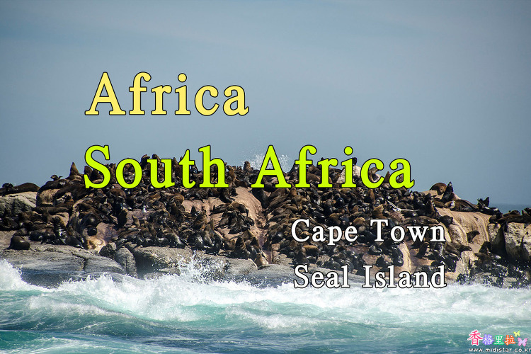 2018년 아프리카 여행기 76, 남아공 케이프 타운(Cape Town) 씰 아일랜드(Seal Island)