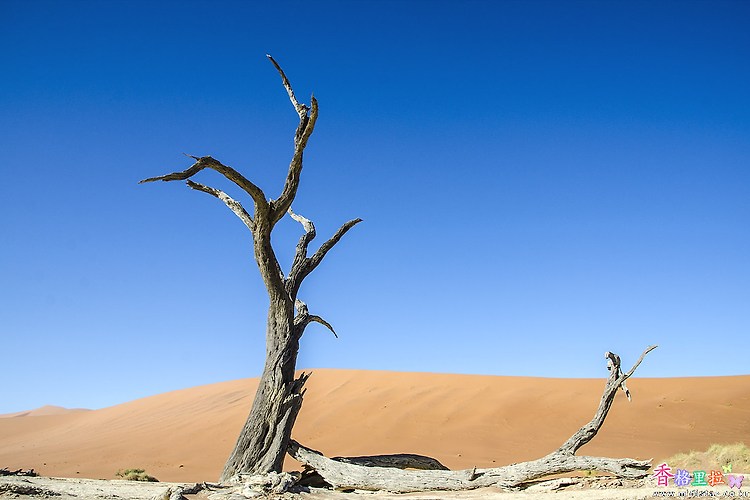 [나미비아] 사막의 고사목