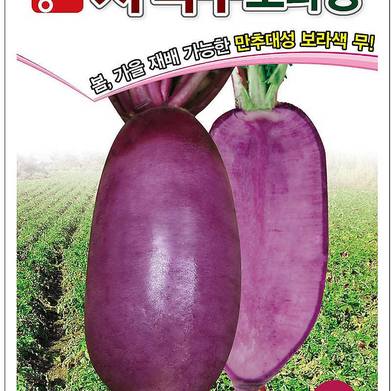자색무 씨앗종자: 보라킹 맛과 건강을 함께!