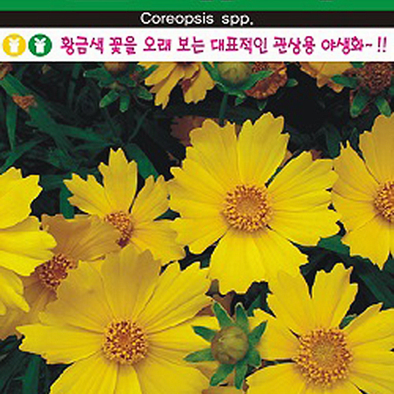 금계국 씨앗종자: 아름다운 황금색 꽃으로 화려한 정원