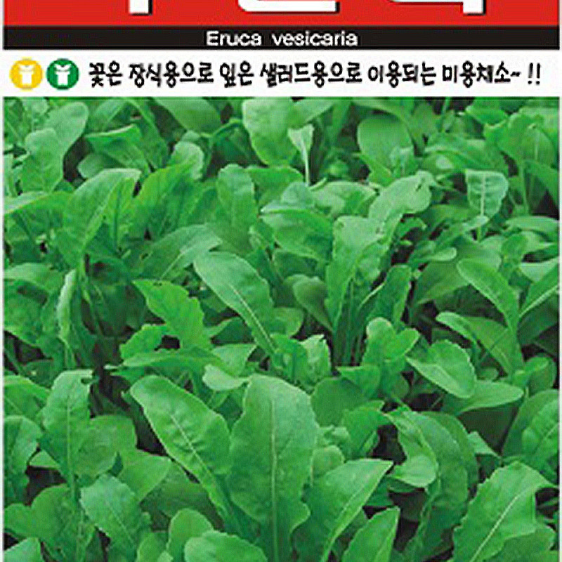 루꼴라 씨앗종자: 건강 요리와 미용을 위한 로켓셀러드 채소
