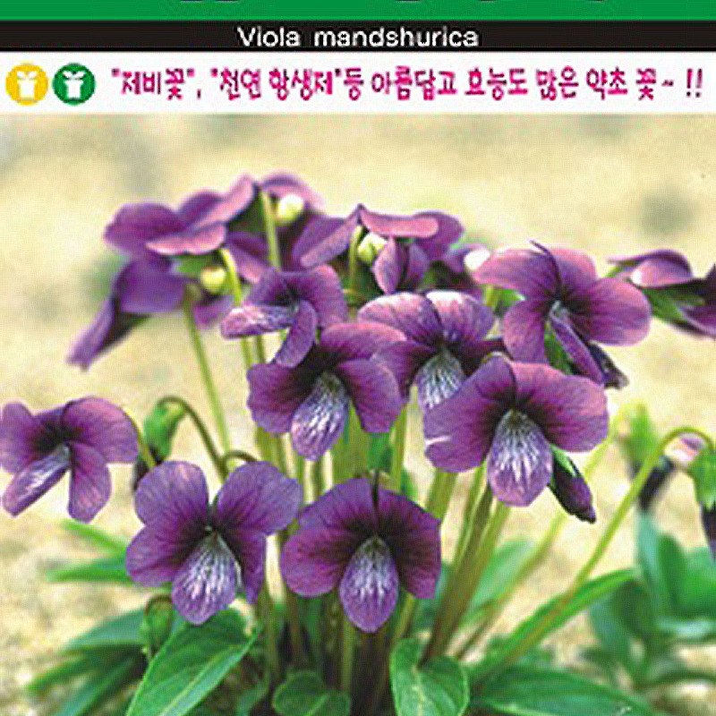 제비꽃 씨앗종자 비올라: 천연 항생제, 아름다운 보라색 화초