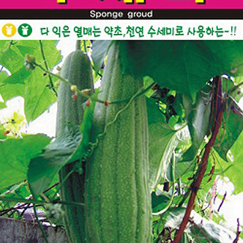 수세미 씨앗종자: 수액은 화장수, 열매는 천연 수세미