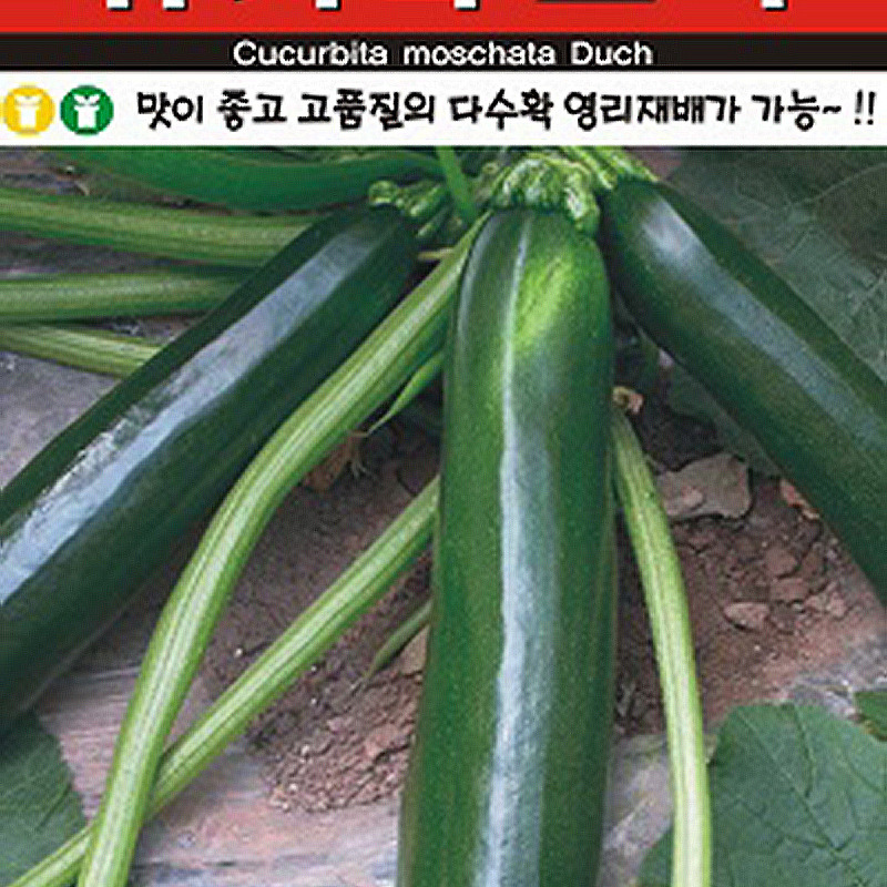 쥬키니호박 씨앗종자: 맛과 수확량 우수!