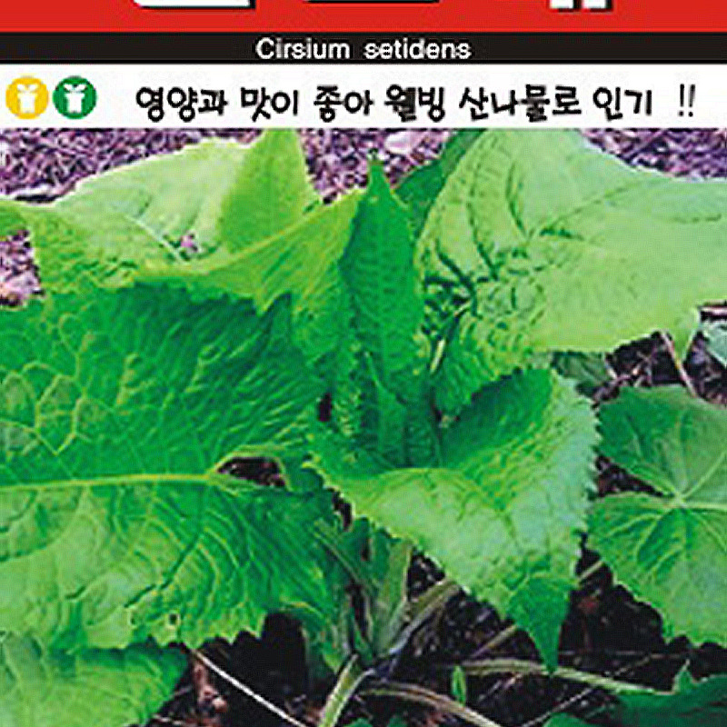 곤드레 씨앗종자: 습하거나 건조한 환경에도 적응력이 강한 다년생 산나물