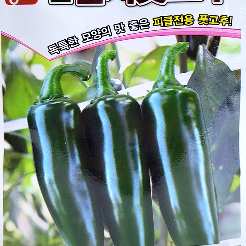 신엄지 풋고추 씨앗종자, 피클전용 풋고추!