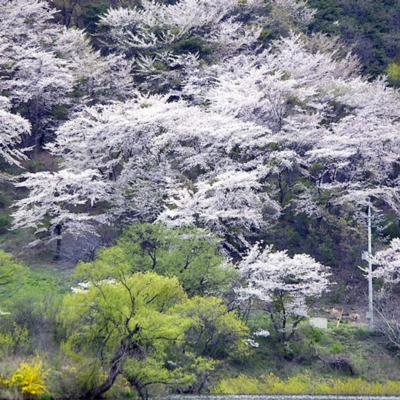 서산여행③ - 용비지내의 봄꽃들과 걷다.