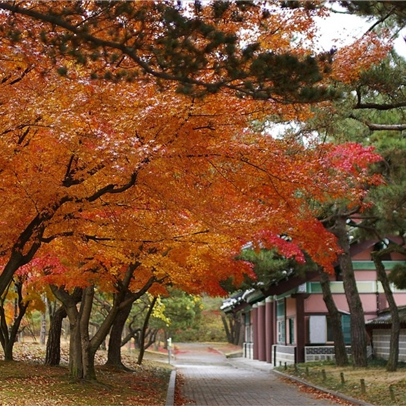 아산 여행 #5 - 현충사의 가을 산책Ⅱ