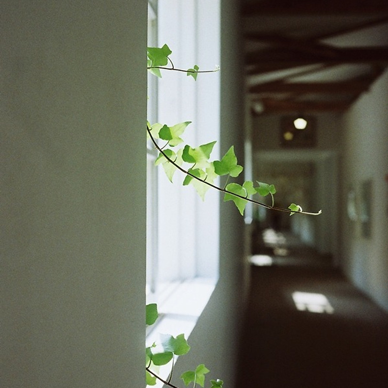 필름으로 보는 Ami Art Museum